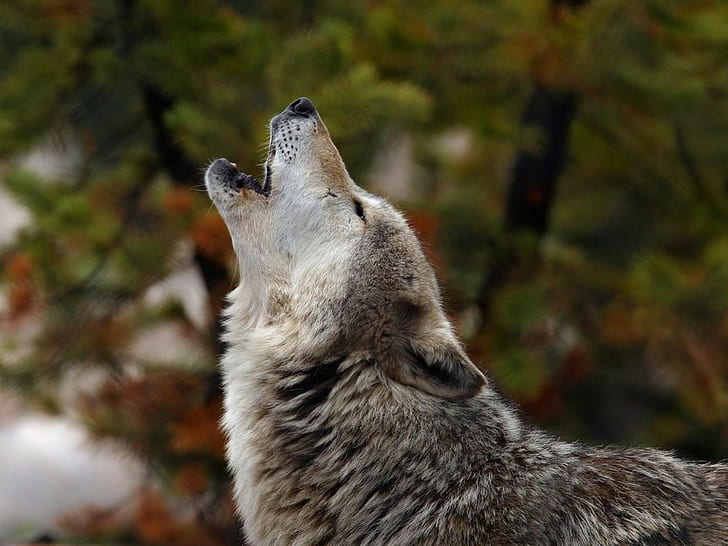 Wolf, Animals, Howl, HD wallpaper