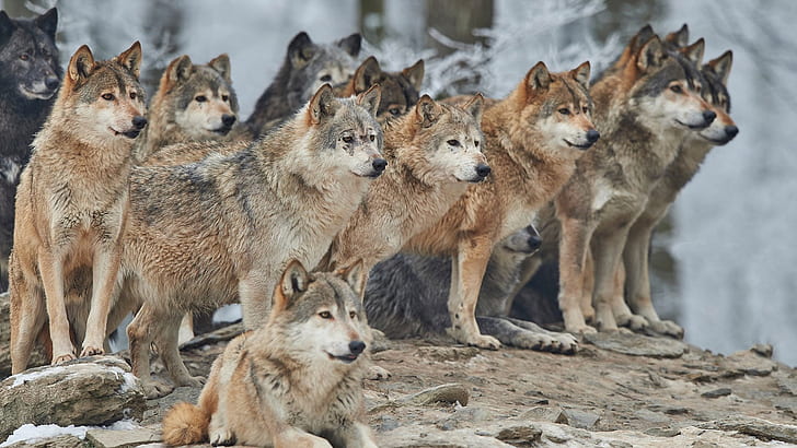 wildlife, wolf, pack of wolves, wilderness, HD wallpaper