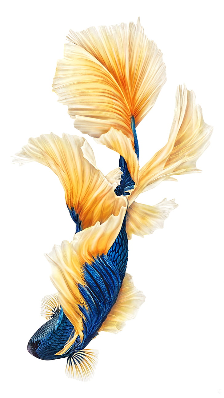 Siamese Fighting Fish 1080p 2k 4k 5k Hd Wallpapers Free Download Sort By Relevance Wallpaper Flare