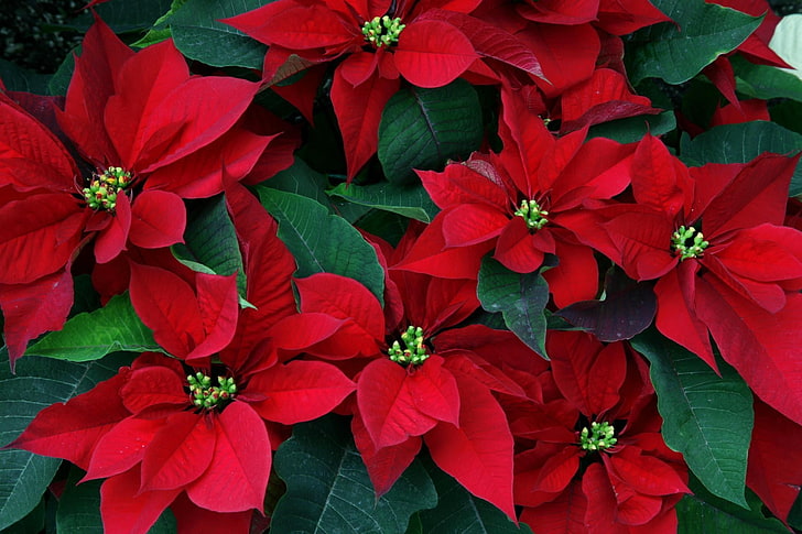 red petal flower, poinsettia, flowers, herbs, leaves, close-up