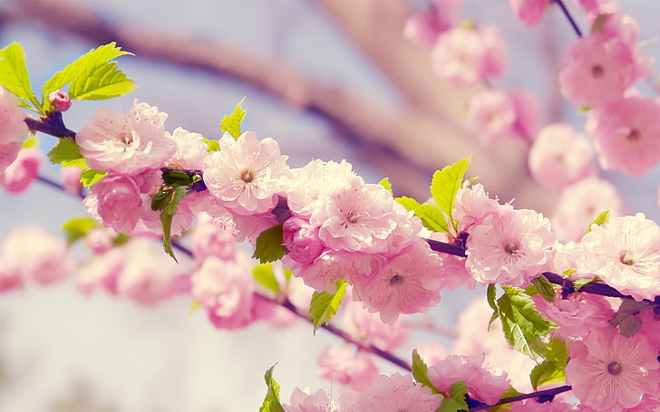 pink cherry blossom, flowers, pink flowers, plants, flowering plant