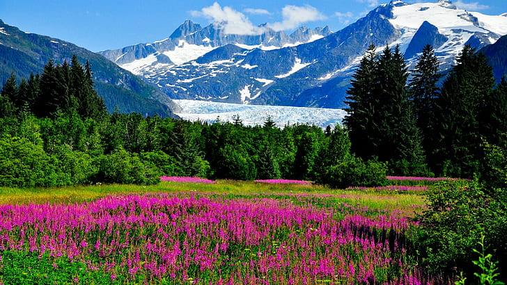 HD wallpaper: Nature landscape, mountains, flowers, rainbow | Wallpaper ...
