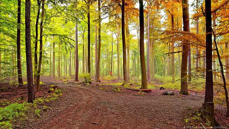 forest woods landscape photo, lahnstein, lahnstein, Autumn, impressions