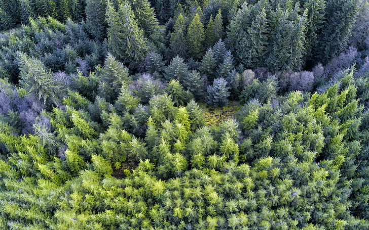 aerial photo of forest, Woods, Scotland, Loch Lomond, Trossachs, HD wallpaper