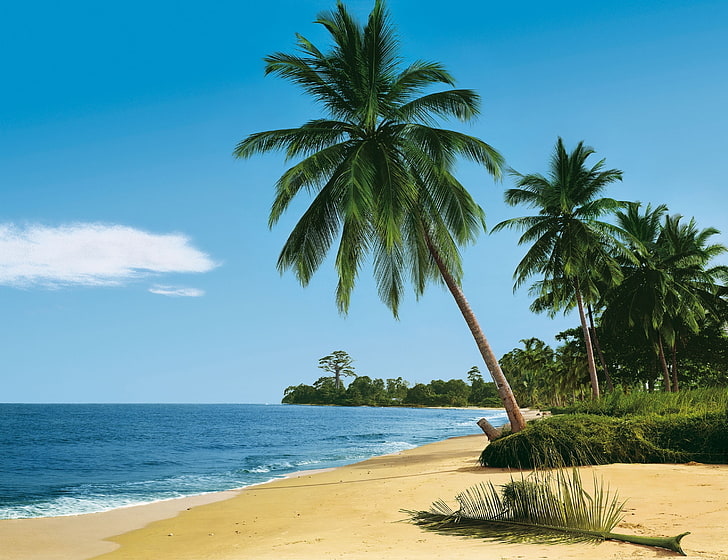 green coconut palm tree, beach, tropics, sea, sand, palm trees