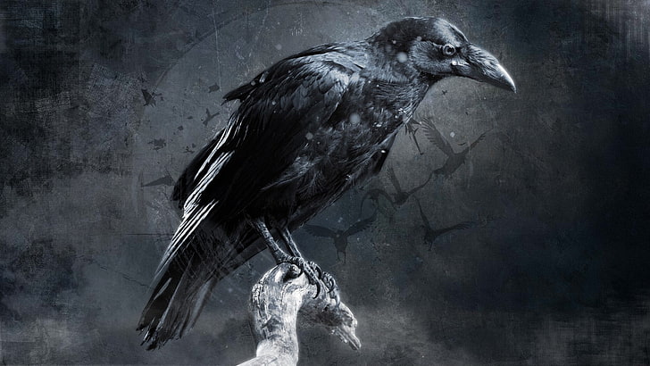 crow, digital art, bird, animal themes, vertebrate, one animal