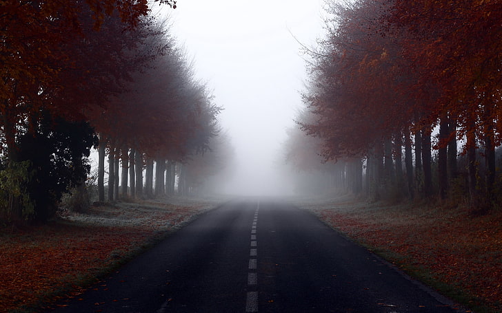 orange leafed treee, road, signs, trees, fog, nature, forest, HD wallpaper