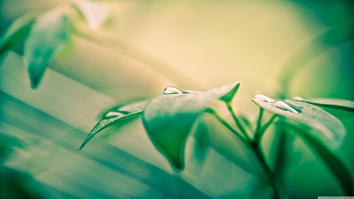 green plant, nature, leaves, water drops, macro, plants, close-up, HD wallpaper