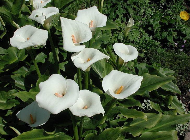white anthurium flowers, calla lilies, flowerbed, nature, plant, HD wallpaper