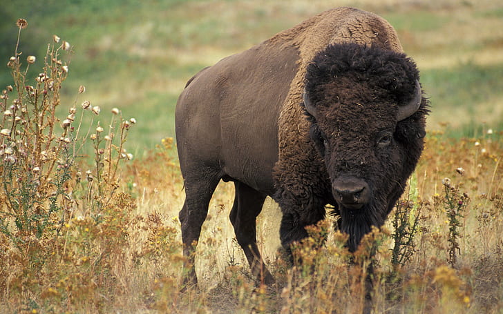 American bison, buffalo, HD wallpaper