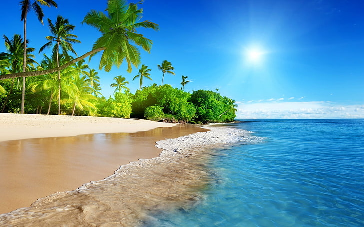 coconut trees, beach, palm trees, tropical, water, sky, beauty in nature, HD wallpaper