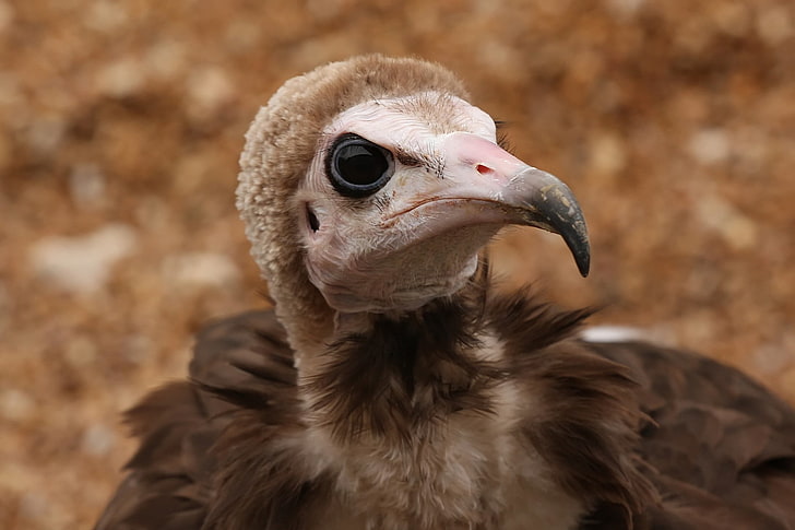 vulture chick, eagle, bird, beak, predatory, animal, nature, animal Head, HD wallpaper