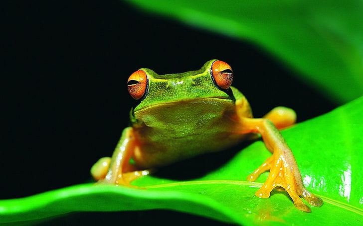amphibians, frog, leaves, red eyed, tree