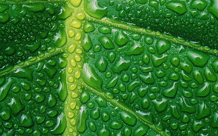 green leaf, nature, plants, leaves, macro, closeup, water drops, HD wallpaper