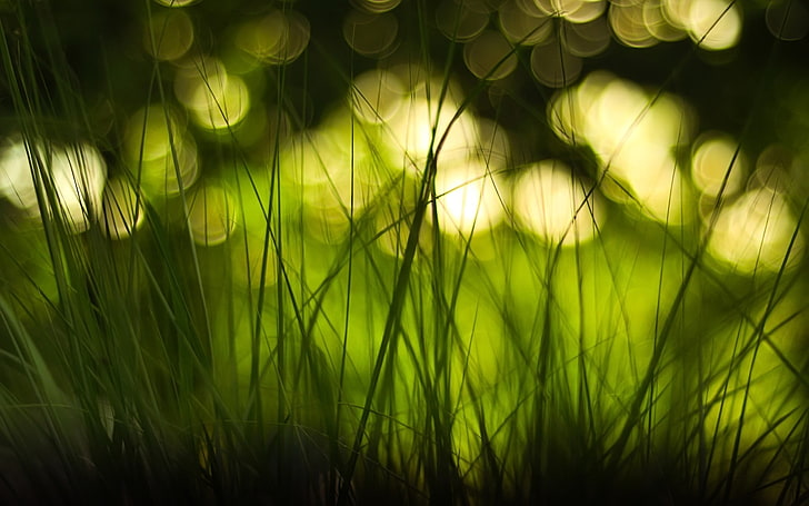 green grass wallpaper, focus photo of green grass, macro, depth of field, HD wallpaper