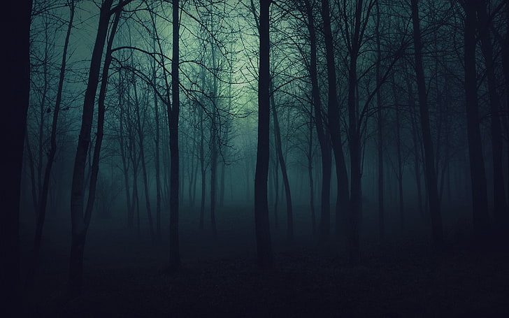 mist, trees, forest, dark, plant, land, beauty in nature, tranquility, HD wallpaper