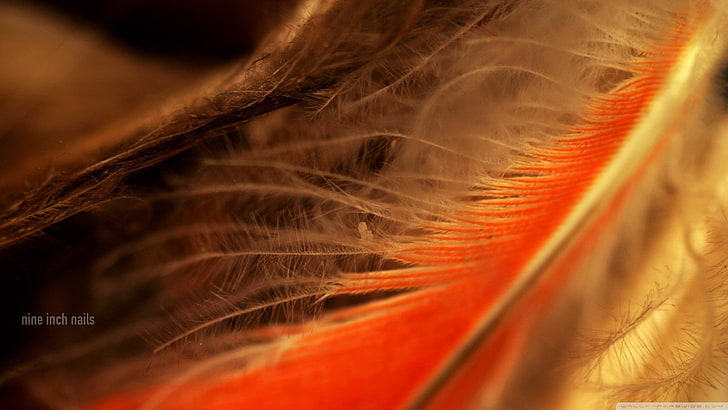 feathers, macro, close-up, no people, animal themes, nature, HD wallpaper