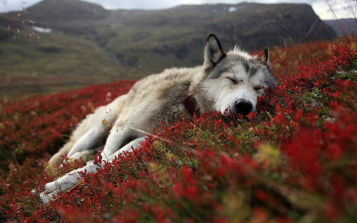 short-coated white dog, wolf lying on red petaled flower field during daytime