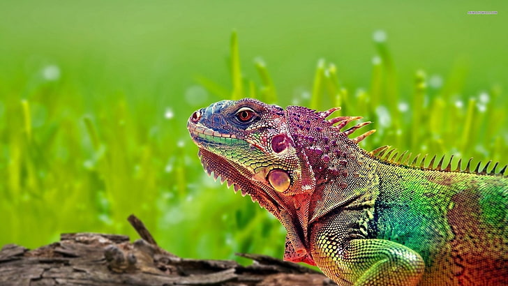 multicolored iguana, animals, colorful, nature, animal themes, HD wallpaper