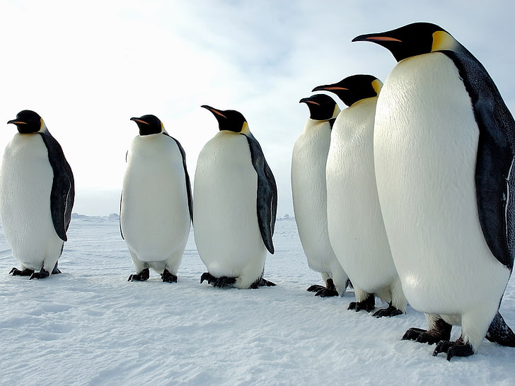 nature, penguins, ice, snow, gang related, group of animals, HD wallpaper