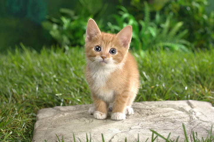 Cute Kitten, feline, nature, grass, animal, animals
