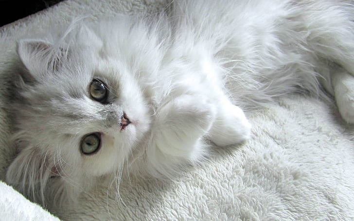 Turkish Angora Kitten, Turkish Angora Cat, white, small, HD wallpaper