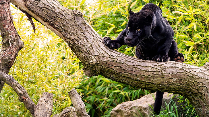 black panther, forest, cat, tree, stone, black Jaguar, animal, HD wallpaper