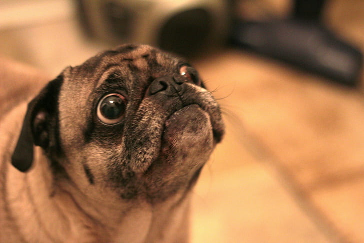 close-up photo of Fawn Pug, Pug  Dog, pets, animal, cute, purebred Dog, HD wallpaper