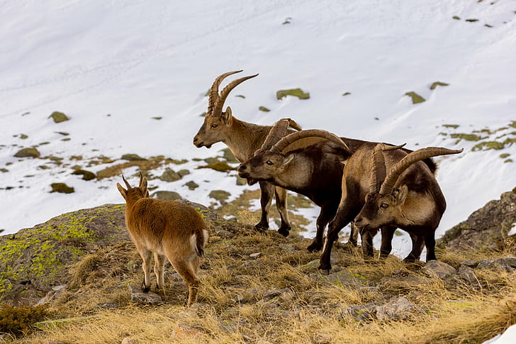 three black-and-white goats and brown goat kid, wild goats, capra pyrenaica, iberian, madrid, spain, wild goats, capra pyrenaica, iberian, madrid, spain, HD wallpaper