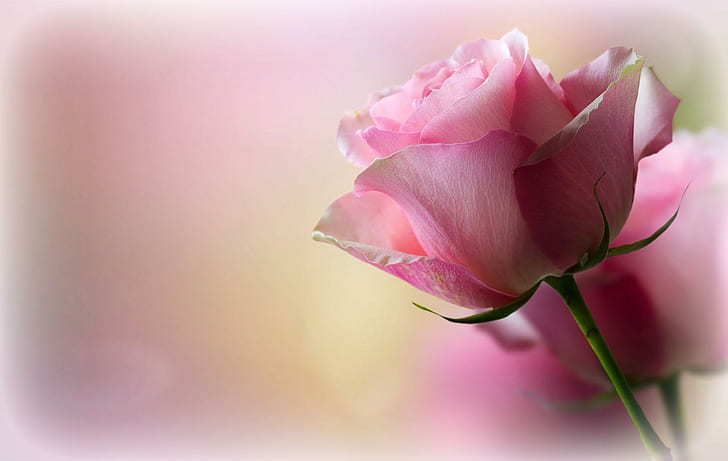 Soft Pink Rose, pink rose, romantic, romance, softness, love, HD wallpaper