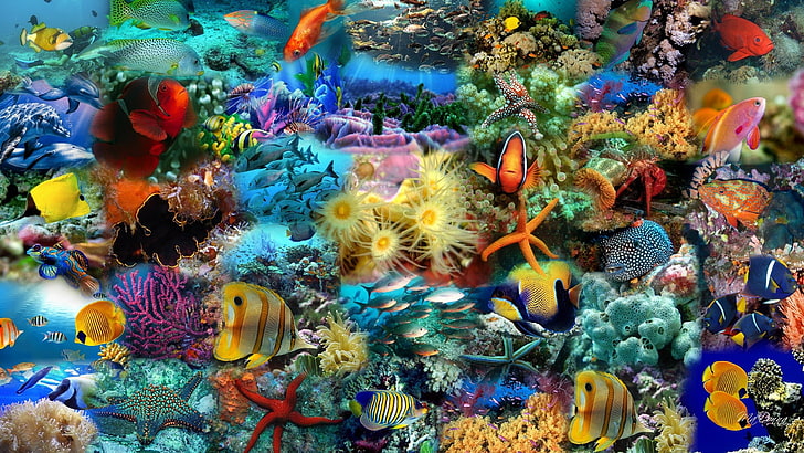 animals, reef, coral, coral reef, underwater, anemone fish, HD wallpaper