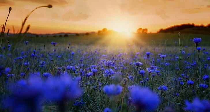Beautiful morning flowers, blue cornflowers, Nature, HD wallpaper