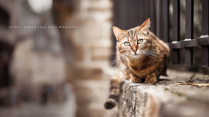 brown tabby cat, animals, quote, fence, domestic, pets, domestic animals, HD wallpaper