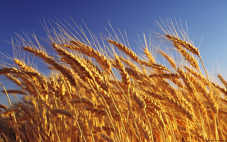 HD wallpaper: Golden wheat-Windows HD Wallpaper, rice field, cereal plant,  crop | Wallpaper Flare