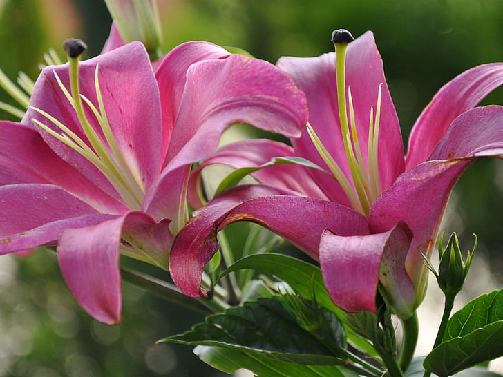 Pink lily, petals, leaves
