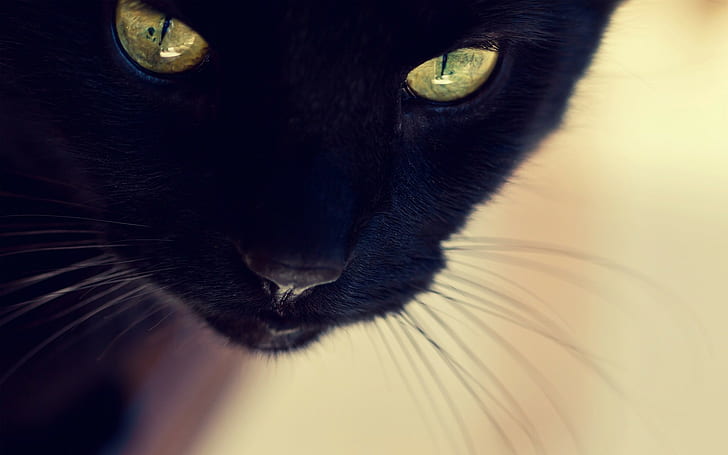cat, animals, closeup, black cats
