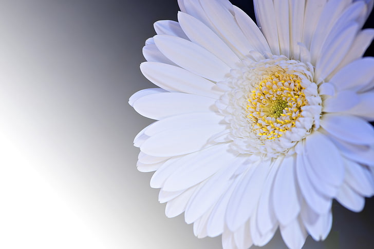 white Gerbera daisy flower, petals, nature, close-up, plant, summer, HD wallpaper