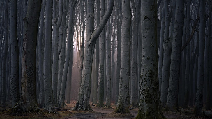forest, tree, woods, woodland, deep forest, dark forest, ghost forest