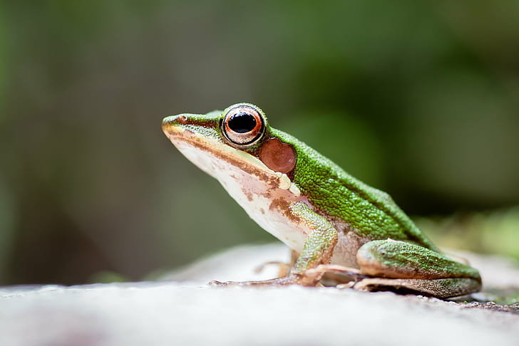 shallow focus photography of green frog, khao sok, khao sok, Hylarana eschatia