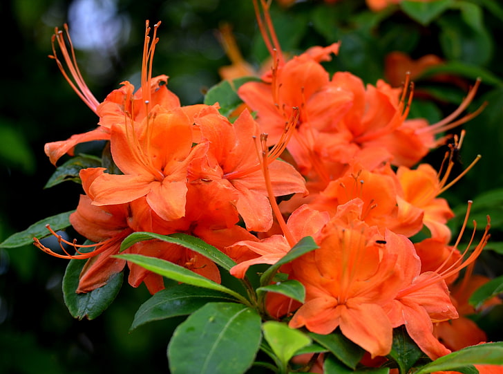 Orange Azaleas Flowers, Nature, Flames, Blossoms, Flaming, blooms, HD wallpaper