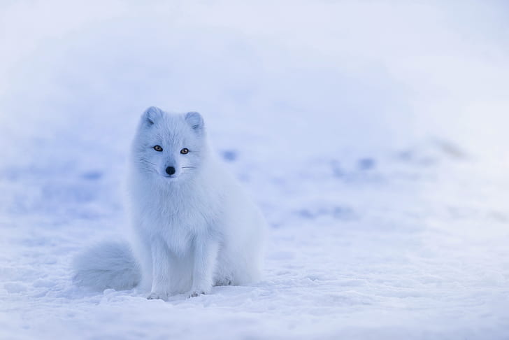 arctic fox, snow, animals, HD wallpaper