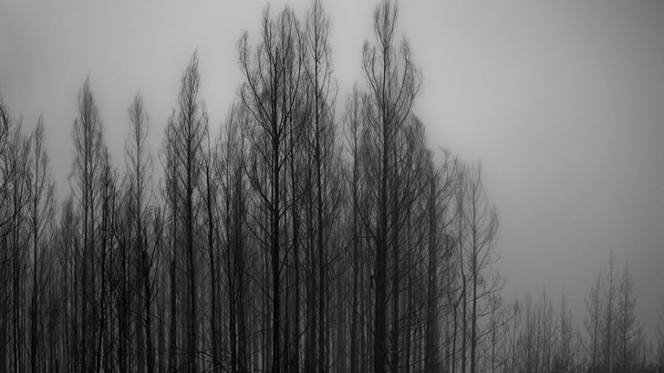 leafless trees, monochrome, plant, fog, no people, tranquility, HD wallpaper