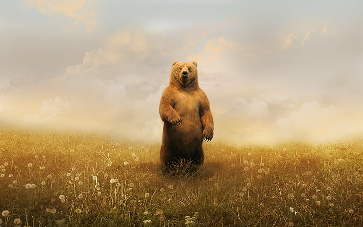 brown bear, bears, landscape, grass, Photoshop, animals, artwork