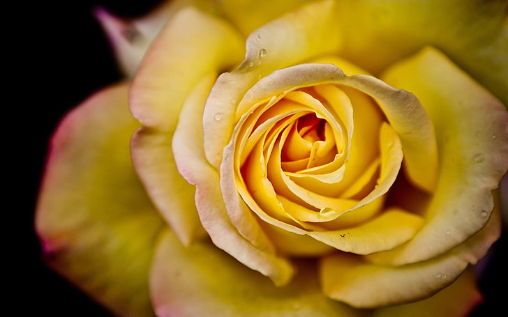 flowers, rose, roses, yellow flowers, yellow roses, flowering plant, HD wallpaper