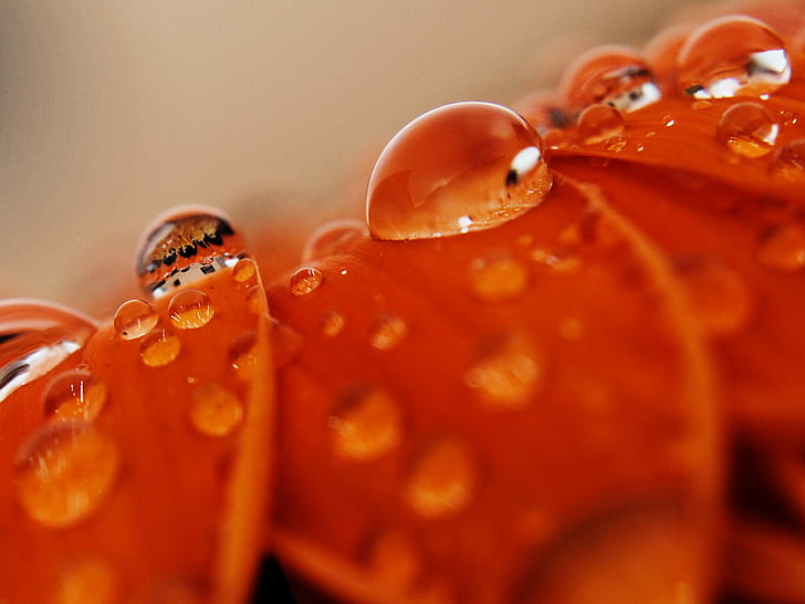 close photo of water droplets on red petaled flower, orange, orange
