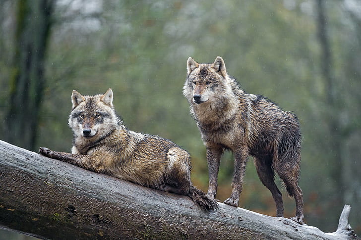 two gray mane wolves on tree branch, wolves, Two wolves, log