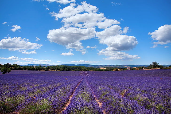 purple lavender flower field, summer, France, AIX-EN-Provence, HD wallpaper