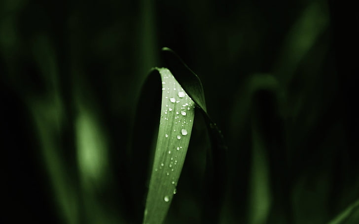macro, water drops, plants, leaves, green color, growth, wet, HD wallpaper