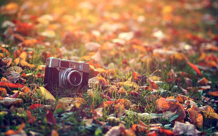 black and gray compact camera, fall, leaves, macro, photography themes, HD wallpaper