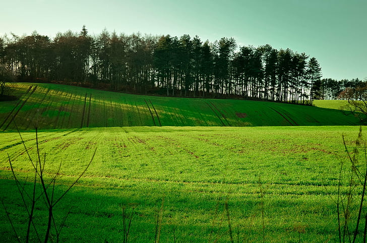 green lawn grass near trees during daytime, green field, d5100, HD wallpaper